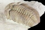 Detailed, Long Kainops Trilobite - Oklahoma #95683-3